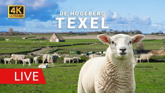 Sheep Farm De Waddel, Texel