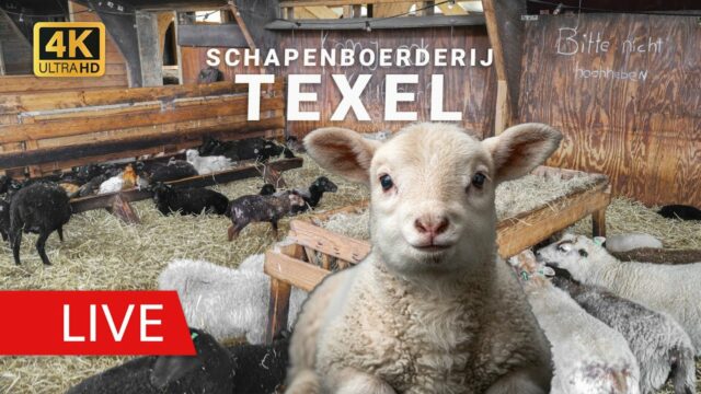Sheep Farm Texel Cam
