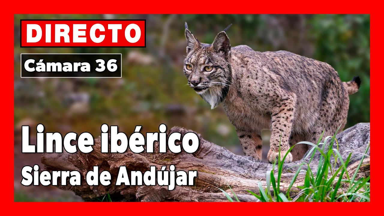 Sierra Morena Cam, Jaén - Webcam Live Stream