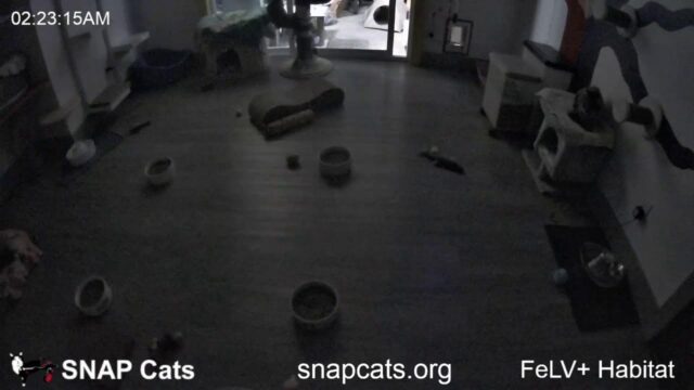 SNAP Cats FeLV+ Catio