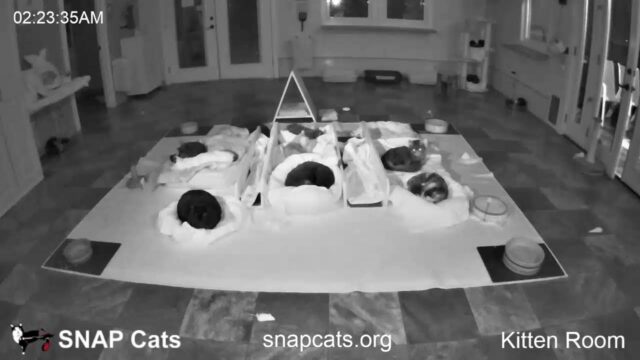 SNAP Cats Kitten Room Cam, CA