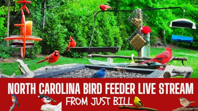Southeast Bird Feeder Cam, NC