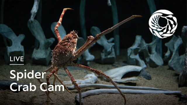 Spider Crabs, Monterey Bay Aquarium