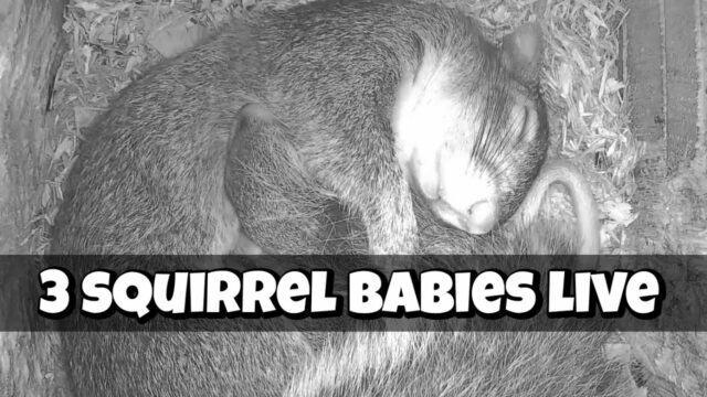 Squirrel Wonderland, USA