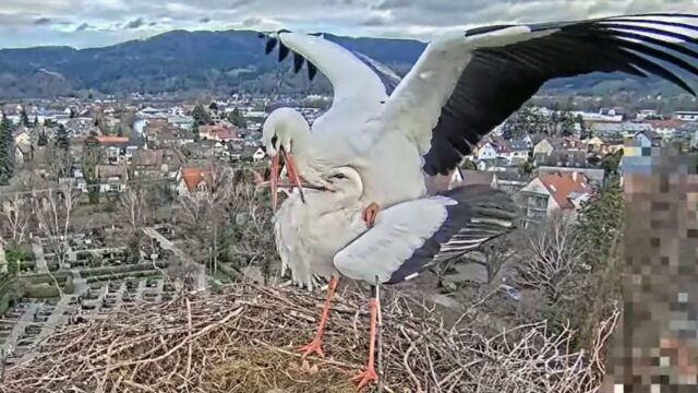 Stork’s Nest Kirchzarten, Germany