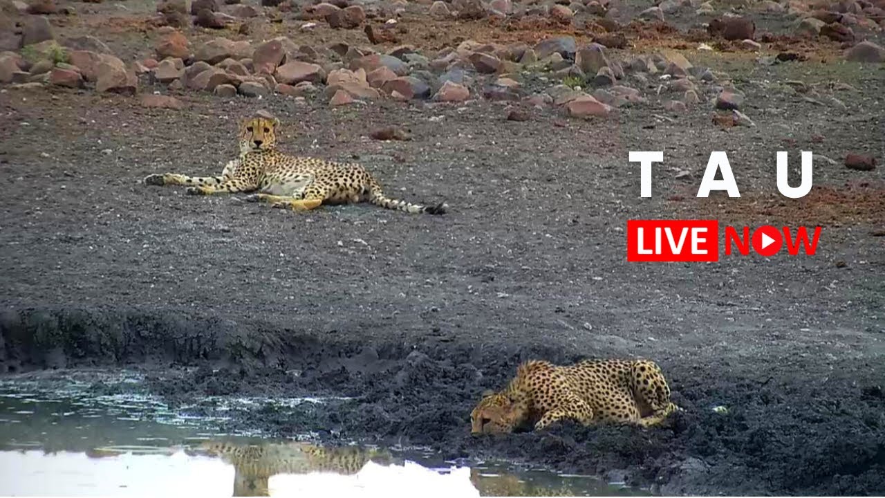 Tau Game Lodge Cam - Webcam Live Stream