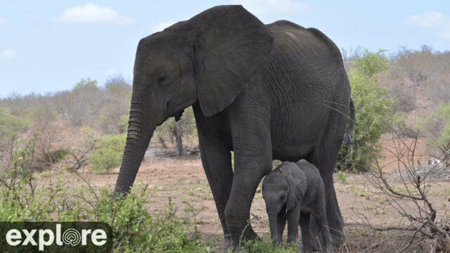Tembe Elephant Park