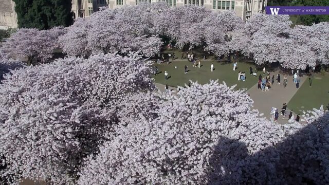 UW The Quad Cherry Blossom